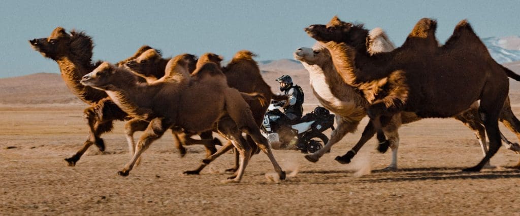 husqvarna norden 901 expedition